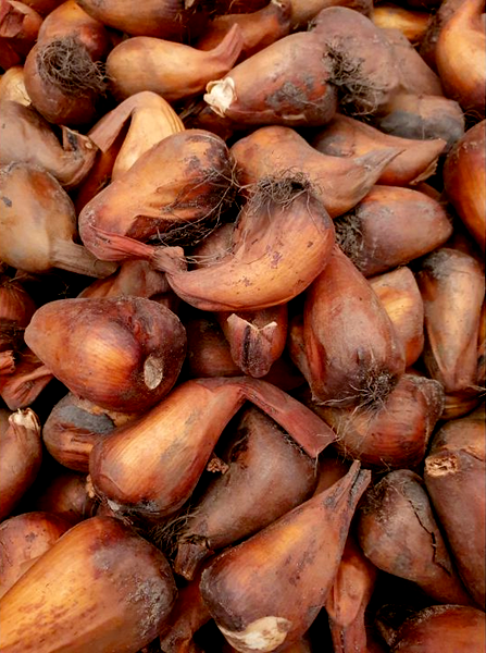 Cilicicum Purpureum