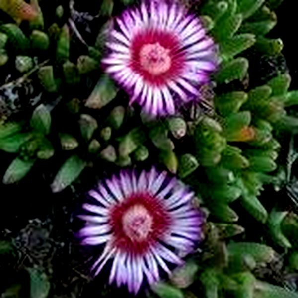 Acrodon parvifolius