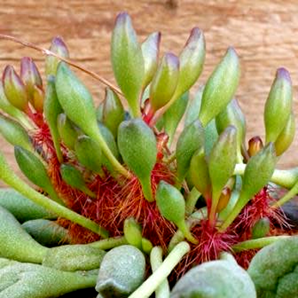 Adromischus cristatus var. clavifolius