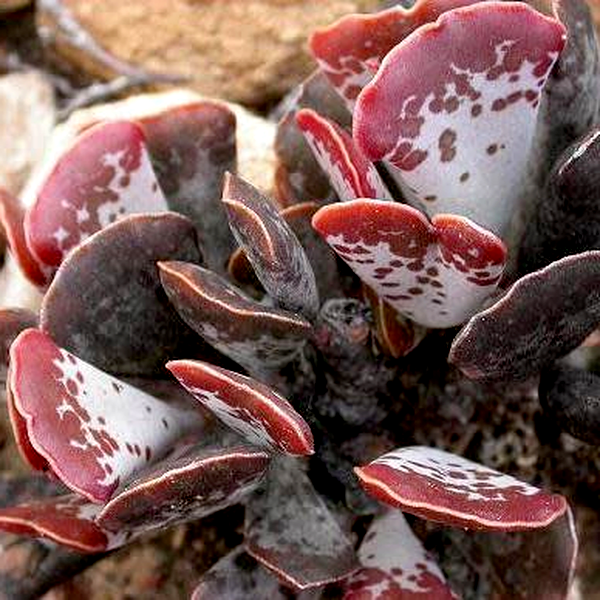 Adromischus triflorus
