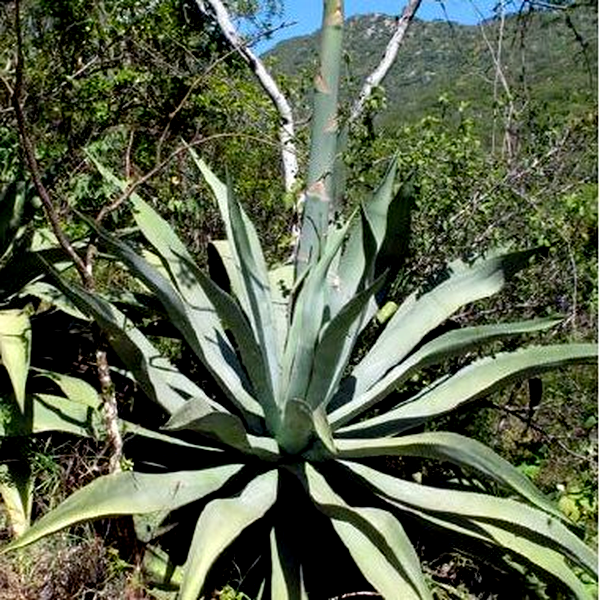 Agave aurea