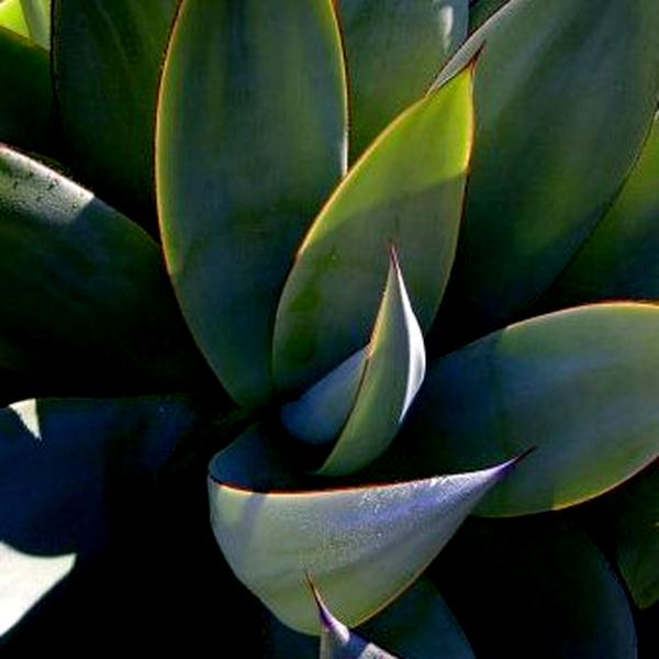 Agave celsii