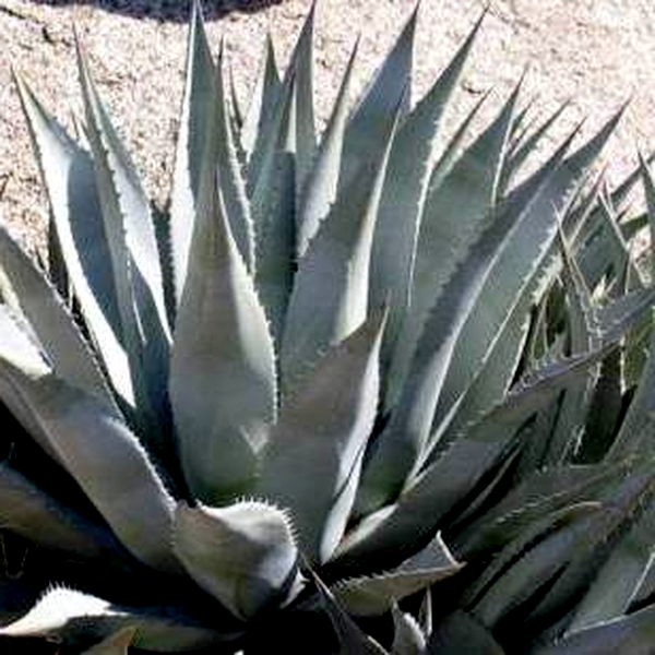 Agave desertii