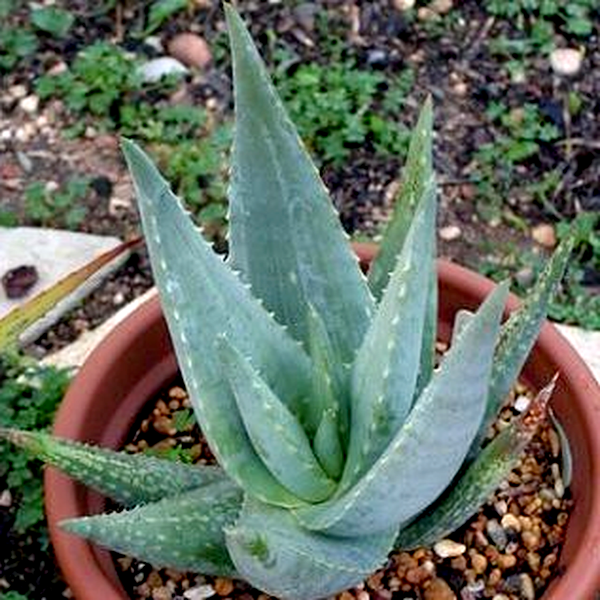 Aloe armatissima