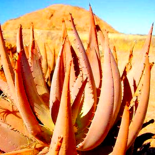 Aloe asperifolia