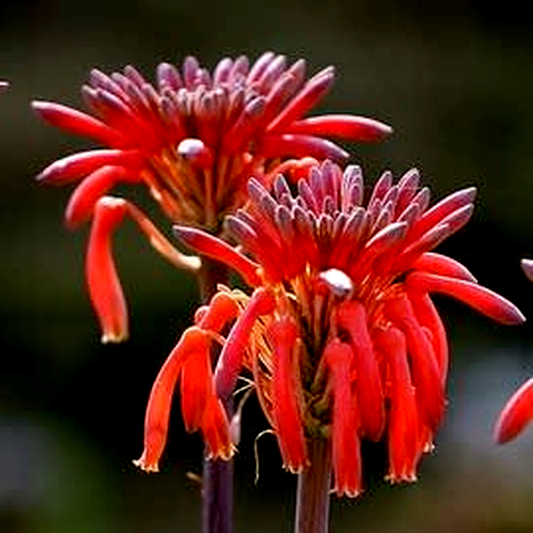 Aloe branddraaiensis