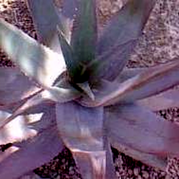 Aloe chabaudii