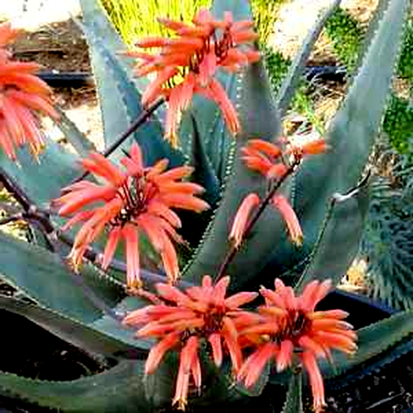 Aloe chabaudii Matapos Form