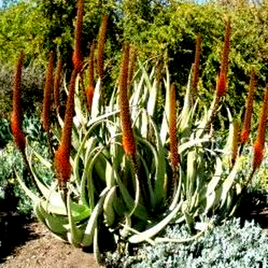 Aloe elegans