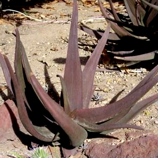 Aloe fleurentiniorum