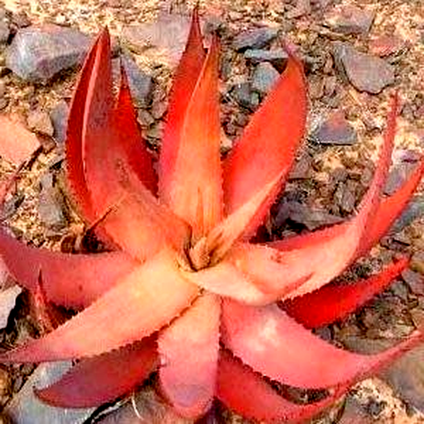 Aloe gariepensis Green Flowers