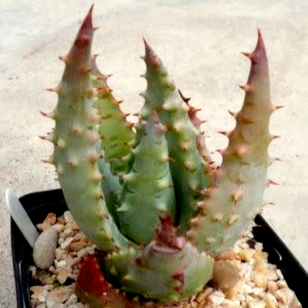 Aloe gerstneri