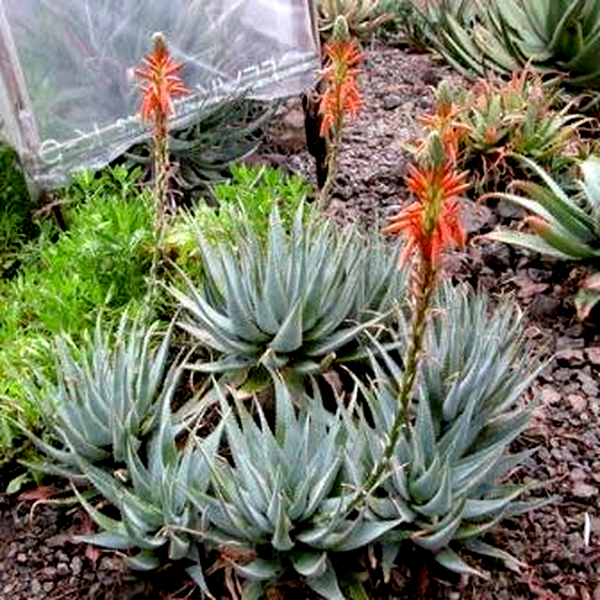 Aloe glauca