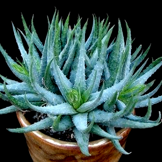Aloe humilis