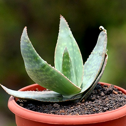 Aloe kouebokkeveldensis