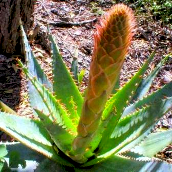 Aloe lineata