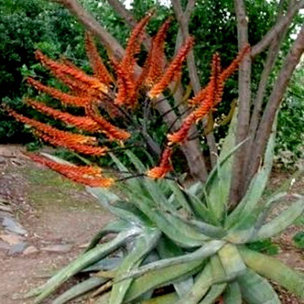 Aloe marlothii x Aloe globuligemma