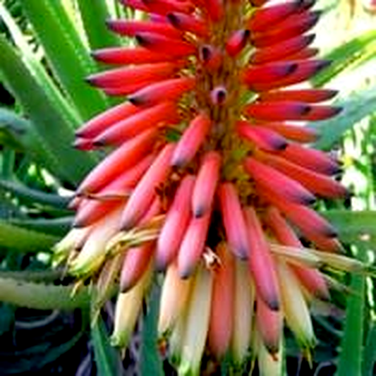 Aloe mutabilis