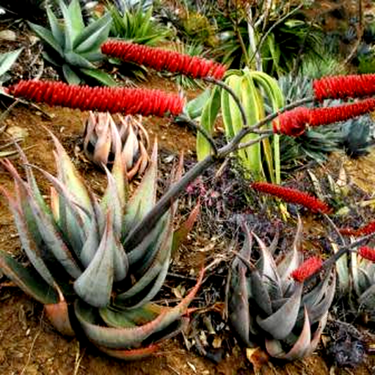 Aloe ortholopha