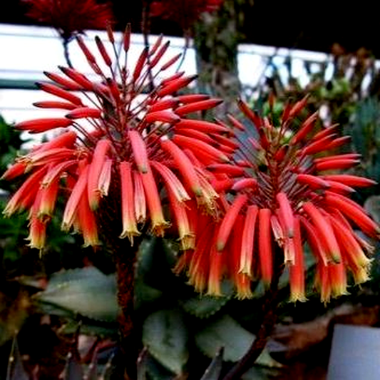 Aloe perfoliata