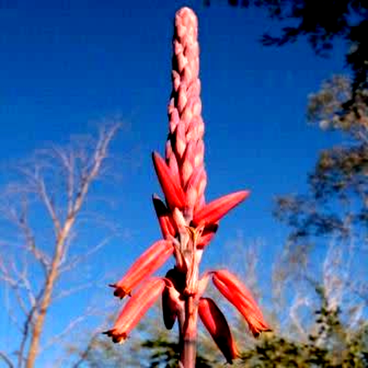 Aloe pretoriensis – Pretoria Aloe