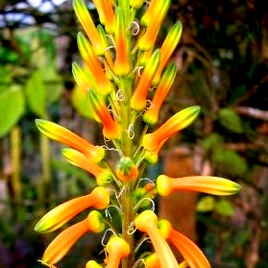 Aloe pruinosa