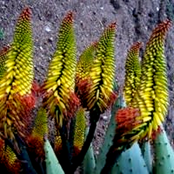 Aloe spectabilis