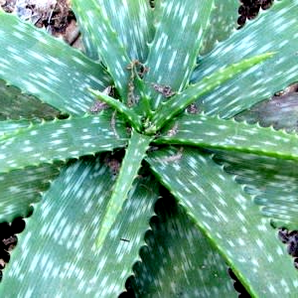 Aloe swynnertonii