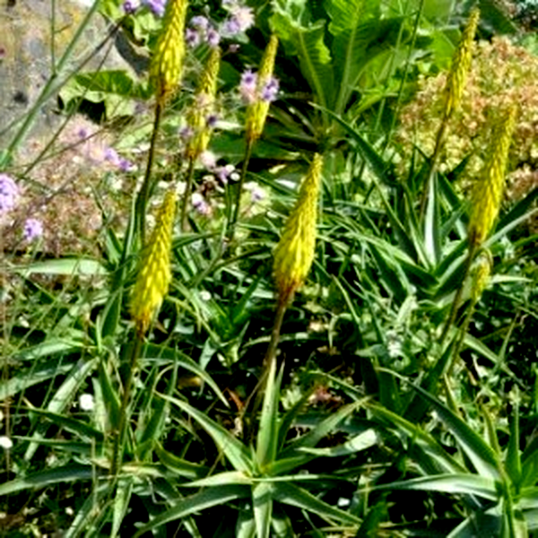 Aloiampelos striatula