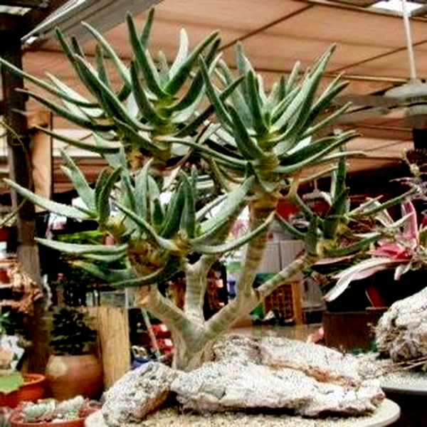 Aloidendron ramosissimum