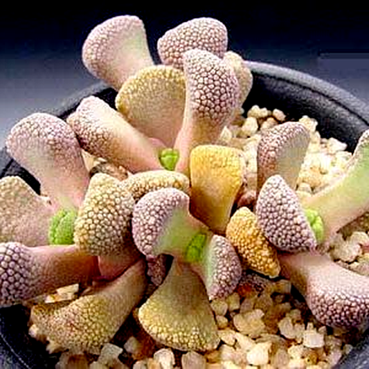 Aloinopsis villetii