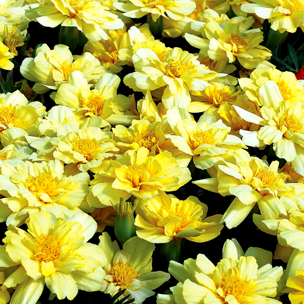 Alumia Vanilla Cream Marigold Seeds