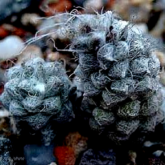 Anacampseros baeseckei