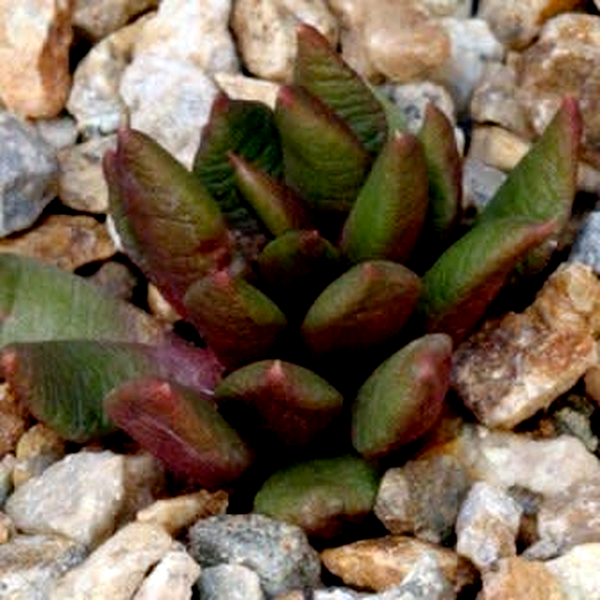 Anacampseros lanceolata