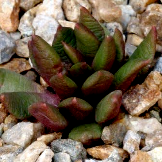 Anacampseros lanceolata