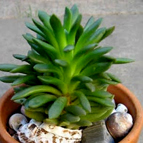 Anacampseros marlothii