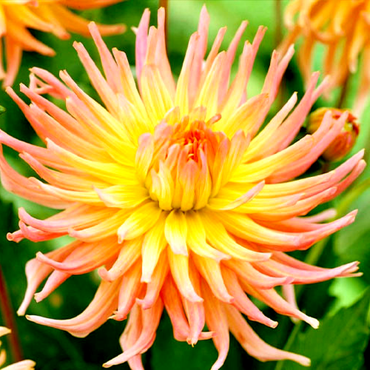 Apricot Star