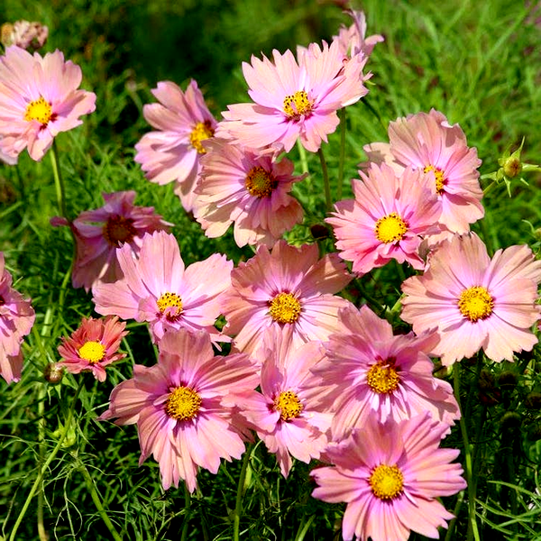 Apricotta' Cosmos Seeds