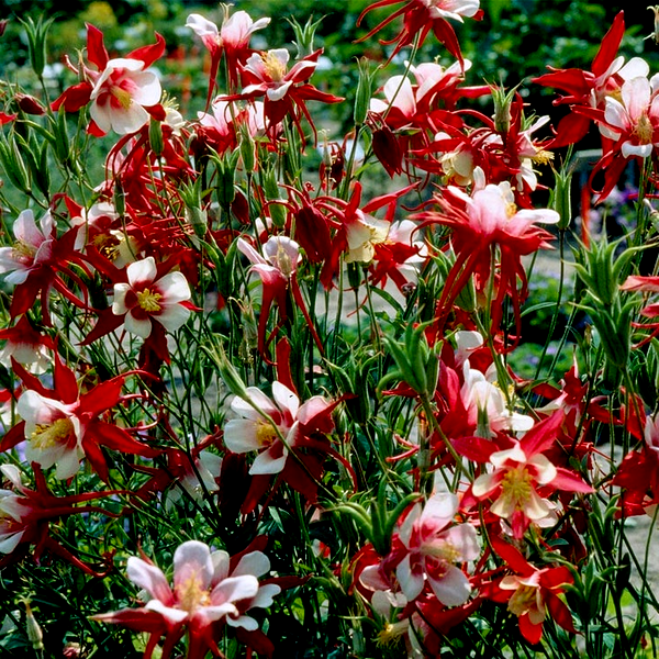 Aquilegia 'Crimson Star' Columbine