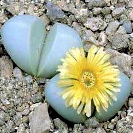 Argyroderma delaettii-aureum