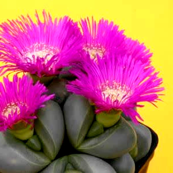 Argyroderma delaettii-roseum