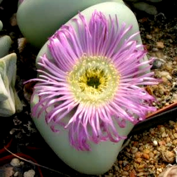 Argyroderma delaettii forma delaettii