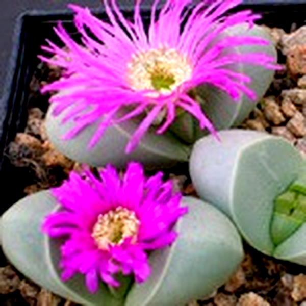 Argyroderma testiculare