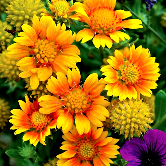 Arizona Apricot' Gaillardia
