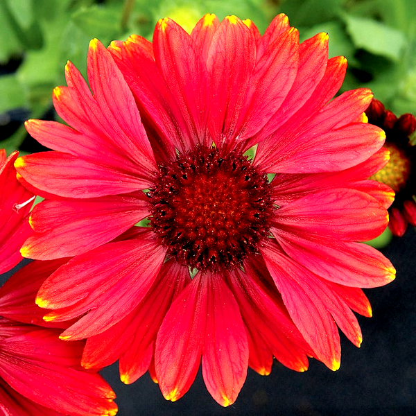 Arizona Red Shades Blanket Flower Seeds
