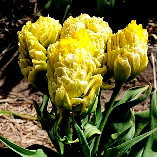 Artisjok Yellow