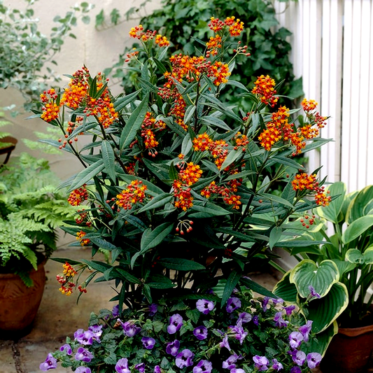 Asclepias Gay Butterfly Milkweed