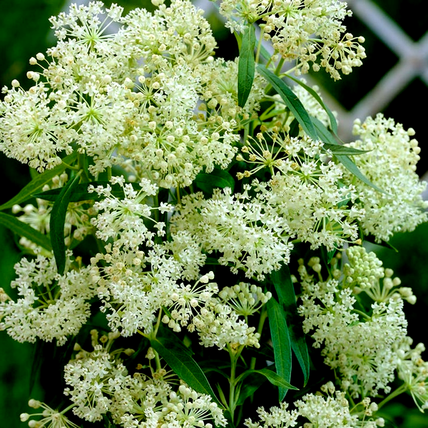 Asclepias 'Ice Ballet' Milkweed
