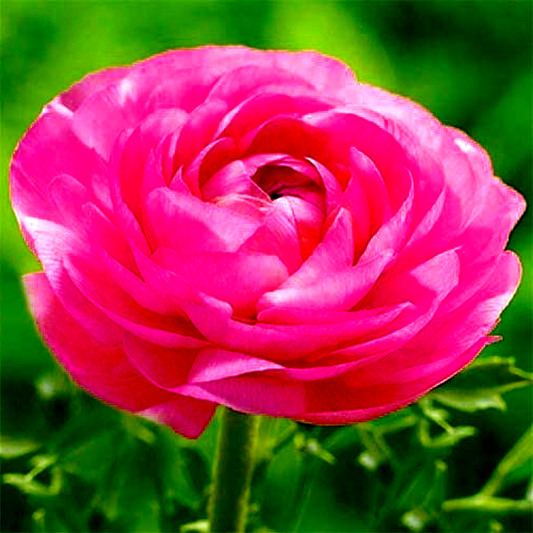 Aviv Pink