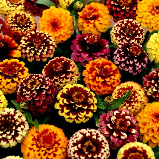 Aztec Sunset Improved' Mix Zinnia Seeds
